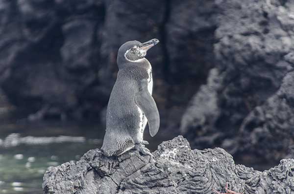 Pingüino de Galápagos - islote Las Tintoreras - islas Galápagos - Ecuador 1.jpg